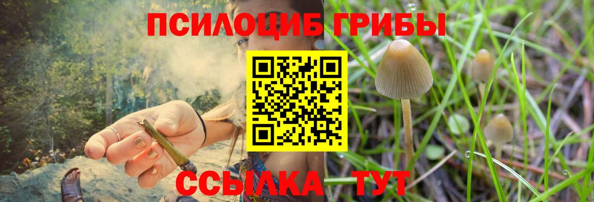 Псилоцибиновые грибы GOLDEN TEACHER  Губкин  Псилоцибиновые грибы Cubensis 